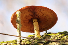 Cyclocybe parasitica