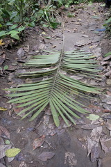 Bactris
