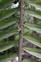 Bactris