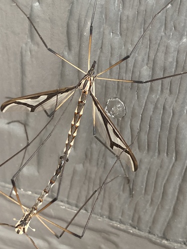 Giant Eastern Crane Fly photo 5