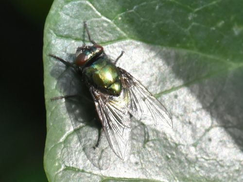Small False Greenbottle, Groesbeek, Nederland, photo 6 of 10