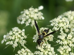 Ancistrocerus unifasciatus
