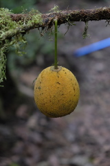 Garcinia macrophylla