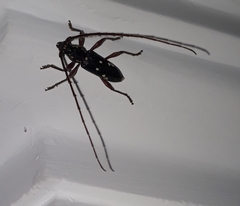 Ambonus interrogationis