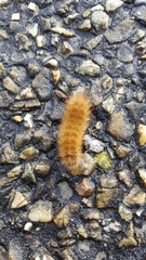Phragmatobia fuliginosa