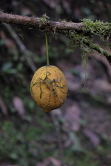 Garcinia macrophylla