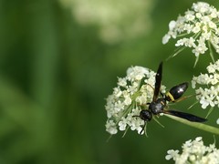 Ancistrocerus unifasciatus