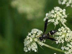 Ancistrocerus unifasciatus