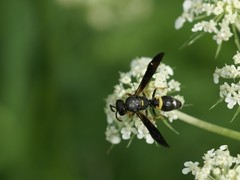 Ancistrocerus unifasciatus