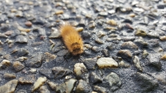 Phragmatobia fuliginosa