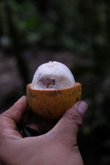 Garcinia macrophylla