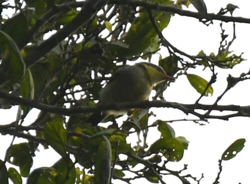 Rufous-crowned Eremomela (Eremomela badiceps), photo 3
