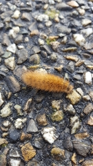 Phragmatobia fuliginosa