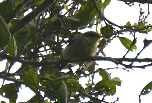 Rufous-crowned Eremomela (Eremomela badiceps), photo 4