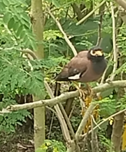 Common Myna