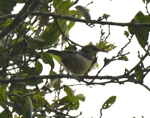 Rufous-crowned Eremomela (Eremomela badiceps), photo 6