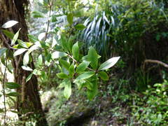 Pittosporum cornifolium