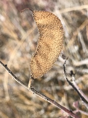 Pomaria melanosticta