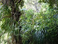 Pittosporum cornifolium