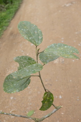 Alchornea triplinervia