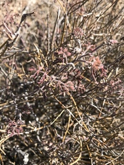 Pomaria melanosticta