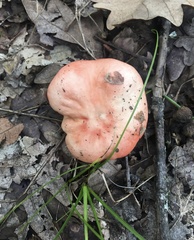 Russula maculata