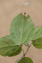 Alchornea triplinervia