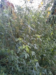 Crotalaria longirostrata