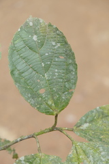 Alchornea triplinervia