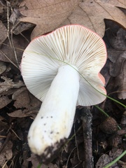 Russula maculata
