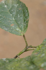 Alchornea triplinervia