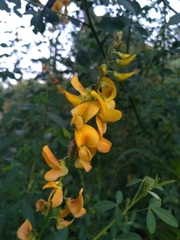 Crotalaria longirostrata