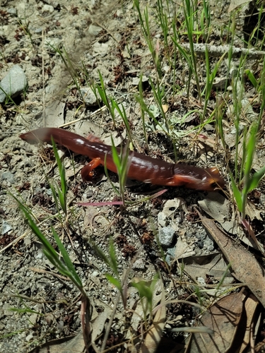 iNaturalist observation photo of Ensatina