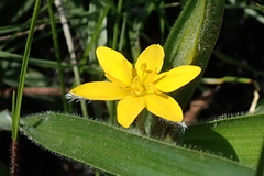 Hypoxis angustifolia
