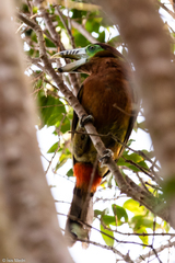 Selenidera maculirostris