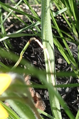 Hypoxis angustifolia