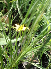 Hypoxis angustifolia