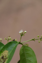 Eugenia florida