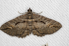 Chrysolarentia plagiocausta