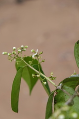 Eugenia florida