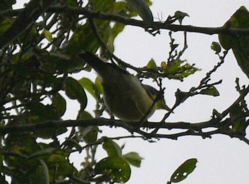 Rufous-crowned Eremomela (Eremomela badiceps), photo 7