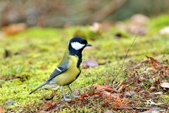 Parus major