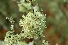 Evernia prunastri