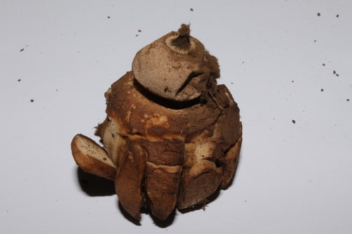 Berkeley's Earthstar