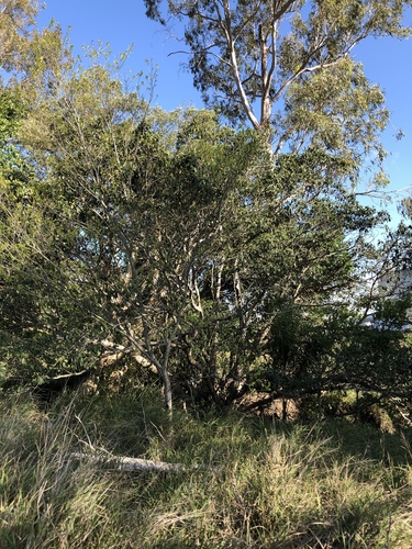 Ficus rubiginosa