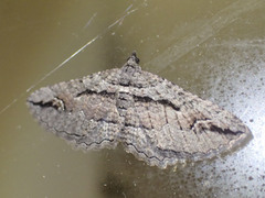 Chrysolarentia plagiocausta