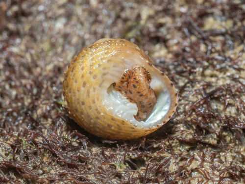 Clanculus margaritarius observed 2025-08-21