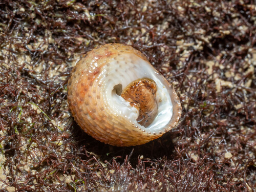 Clanculus margaritarius observed 2025-08-21