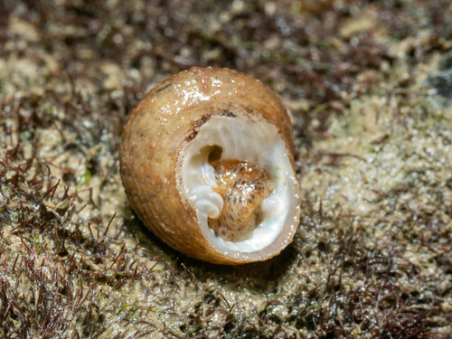 Clanculus margaritarius observed 2025-08-21