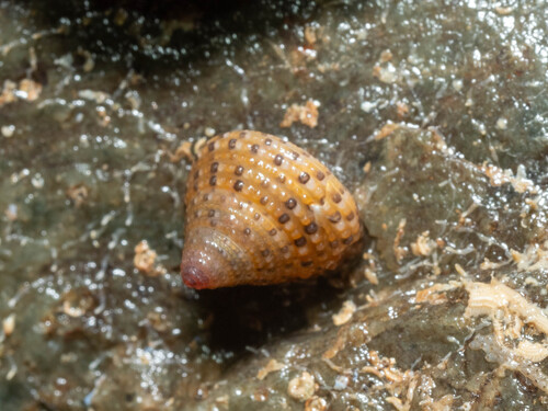 Clanculus margaritarius observed 2025-08-21